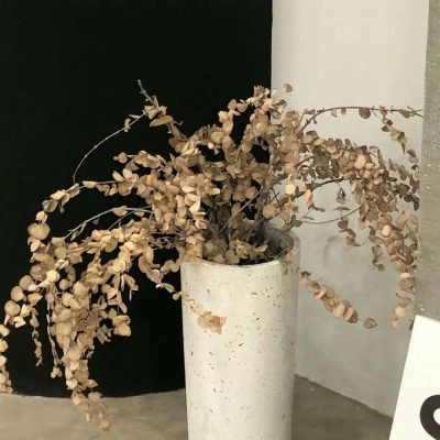 兽设森系风格设计兽圈群